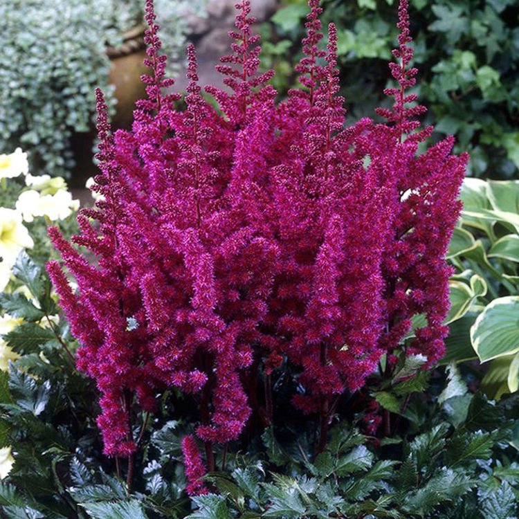 Tawułka (Astilbe) Visions in Red 1 szt. | SPRING FLOWER BULBS \ Astilbe