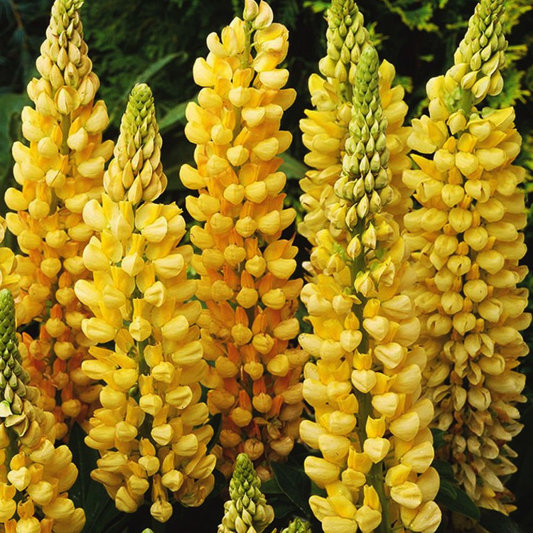 Łubin Lupinus Chandelier 1 szt