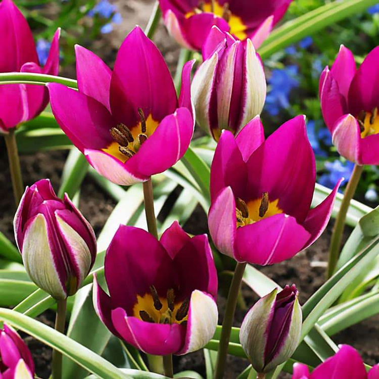 Tulipan botaniczny Humilis "Persian Pearl" 5 szt.