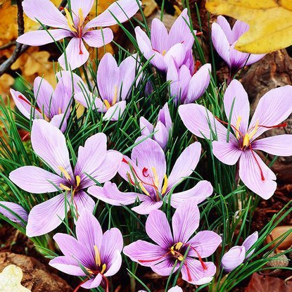 Krokus jesienny (Crocus fall) Sativus 10 szt. XXL