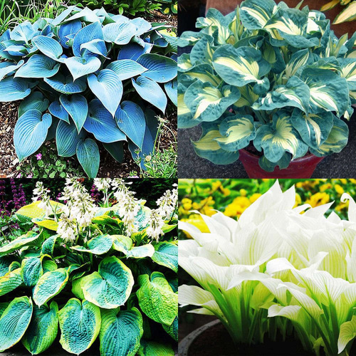 Zestaw Funkia Hosta Bestseller 2  - 4 szt