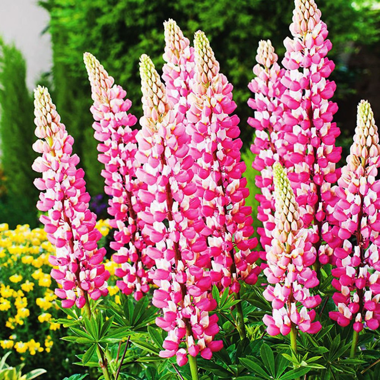 Łubin Lupinus The Chatelaine 1 szt