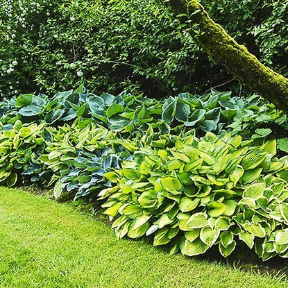 Funkia Hosta Atrakcyjny Mix 7 szt