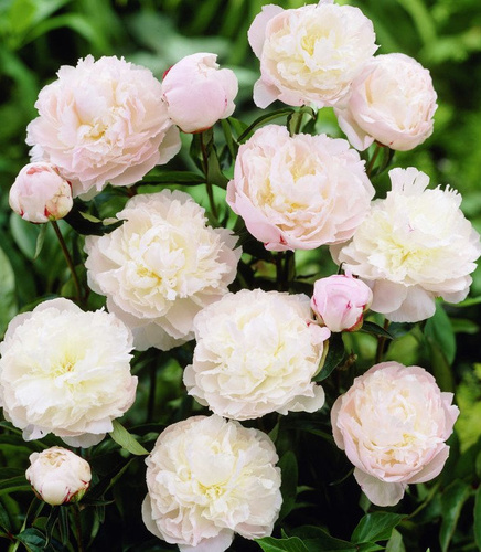 Piwonia chińska Shirley Temple 1 szt