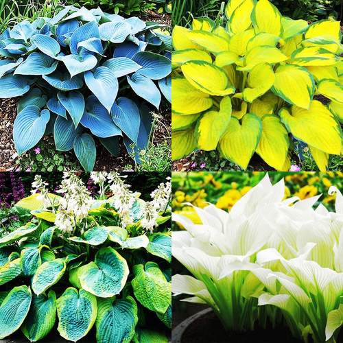 Zestaw 1 Funkia Hosta Bestseller 4 szt