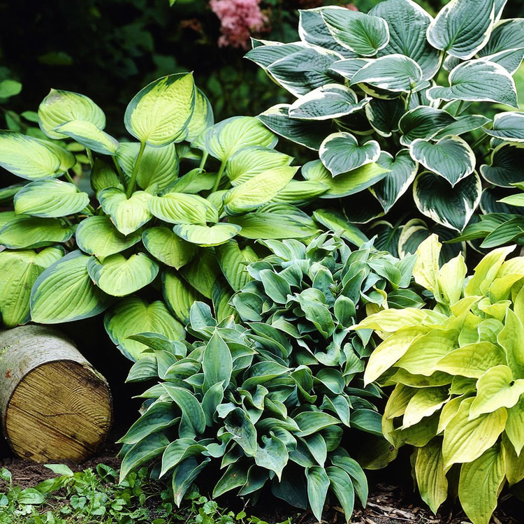 Funkia Hosta Kontrastowy Mix 4 szt