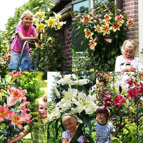 Zestaw 259 LILIUM - Lilia drzewiasta 5 szt.