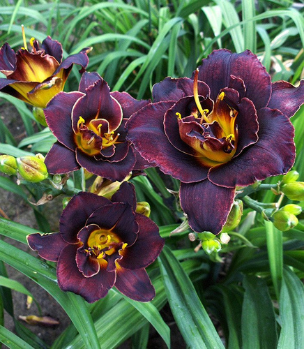 Liliowiec Hemerocallis Voodoo Dancer 1 szt