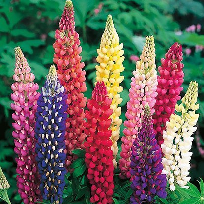 Łubin Lupinus Russel Hybrids 1 szt