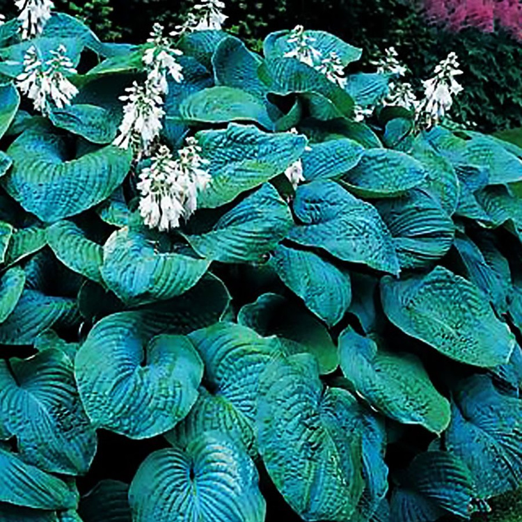 Funkia Hosta olbrzymia Bressingham Blue 1 szt