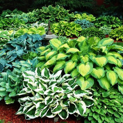 Funkia Hosta Barwny Mix 5 szt