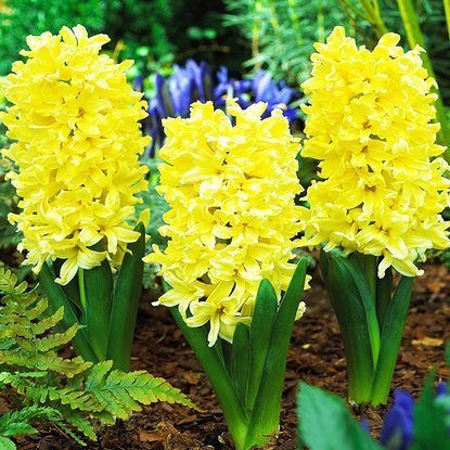 Hiacynt (Hyacinthus) City of Haarlem 3 szt.