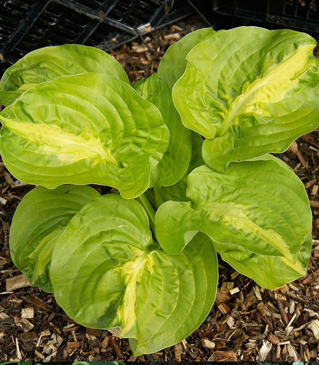 Funkia Hosta Mango Tango 1 szt