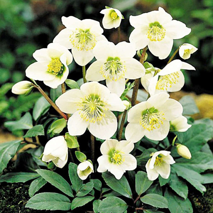 Ciemiernik Helleborus Niger 1 szt