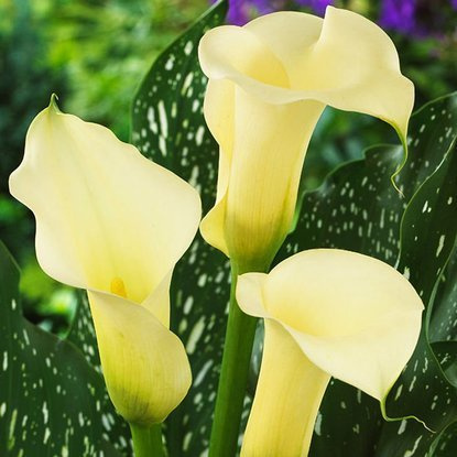 Kalla Zantedeschia Kremowa 1 szt