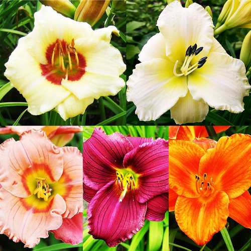 Zestaw 58 Hemerocallis - Liliowiec 5 szt.