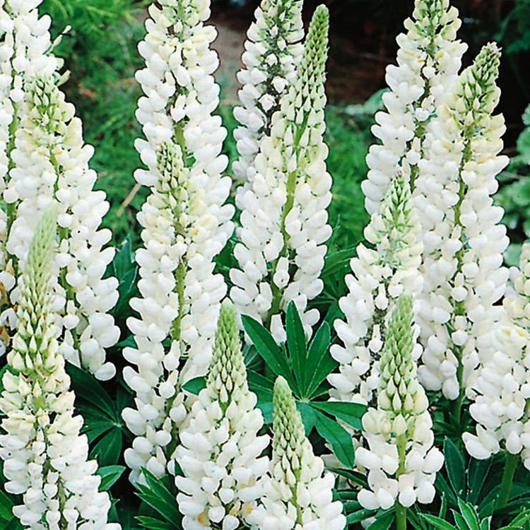 Łubin Lupinus Noblemaiden 1 szt