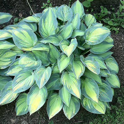 Funkia Hosta June 1 szt