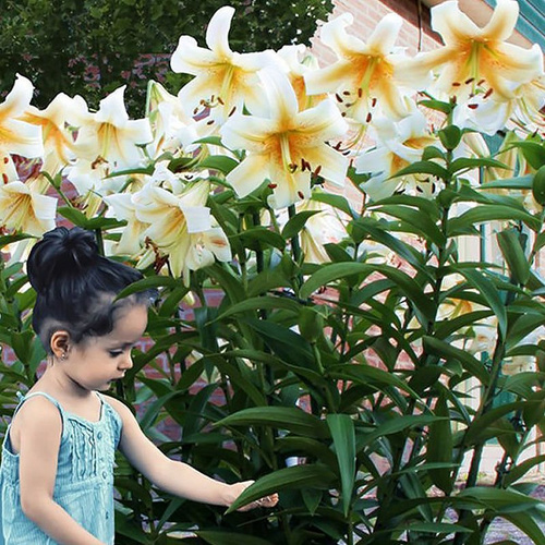 Lilia drzewiasta Mister Cas 1 szt