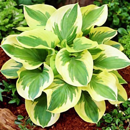 Funkia Hosta Knockout 1 szt