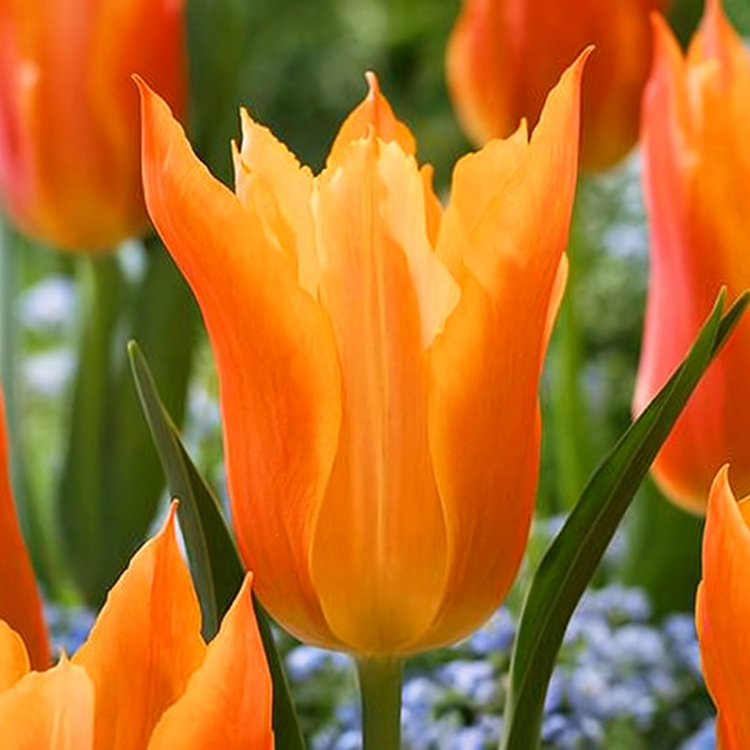 Tulipan liliokształtny Marianne 5 szt.