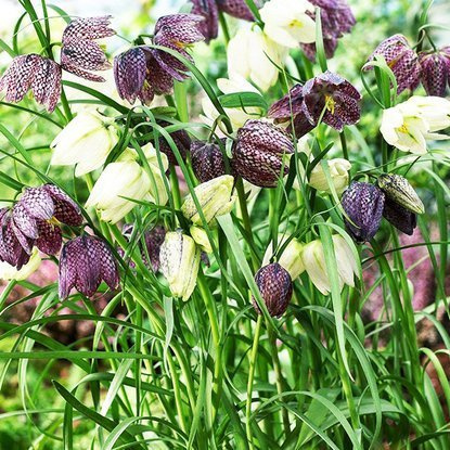 Szachownica (Fritillaria) Melgaris 5 szt.
