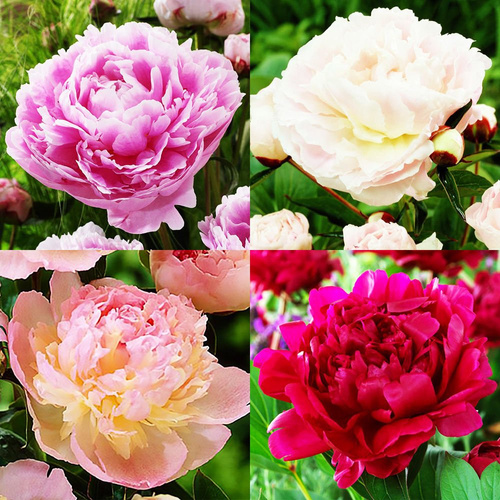 Zestaw 1 Piwonia (Paeonia) 4 szt