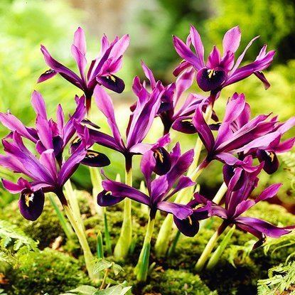 Kosaciec żyłkowy (Iris Reticulata) George 10 szt.