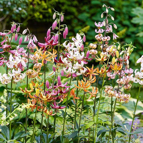 Lilia martagon złotogłów Martagon MIX 3 szt XXL 20/24