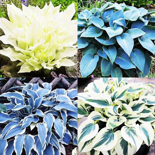 Zestaw 5 Funkia (Hosta) Kontrastowy 4 szt