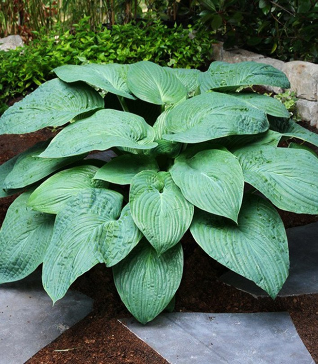 Funkia Hosta olbrzymia Jurassic Park 1 szt