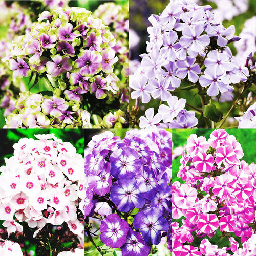 Zestaw 93 Phlox - Płomyk 5 szt.