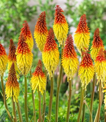 Trytoma Kniphofia Flaming Torch 1 szt