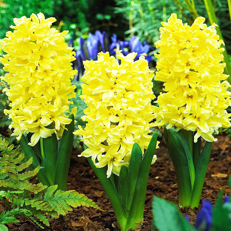 Hiacynt (Hyacinthus) City of Haarlem 3 szt.