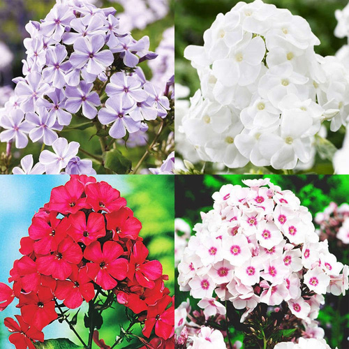 Zestaw kontrastowy Phlox - Płomyk 4 szt.
