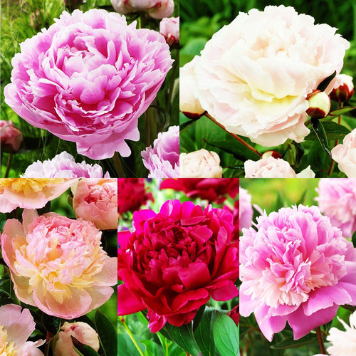 Zestaw 91 Paeonia - Piwonia 5 szt.