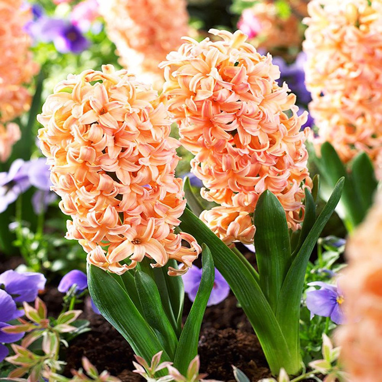 Hiacynt (Hyacinthus) Gipsy Queen 3 szt.