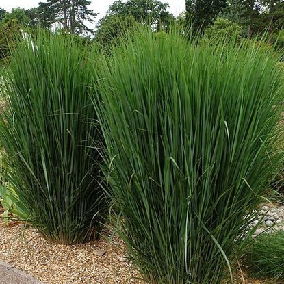 Trawa Proso Panicum North Wind 1 szt
