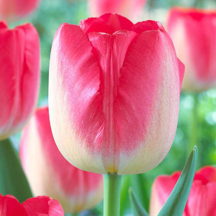 Tulipan Triumph Sinfonie 5 szt.