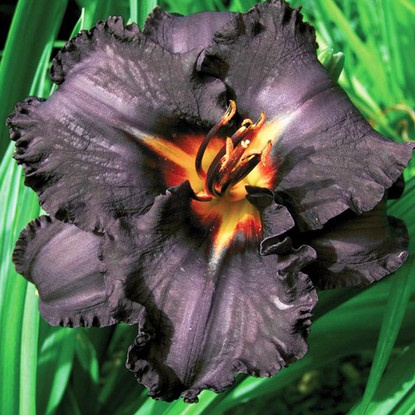 Liliowiec Hemerocallis Longfields Black Magic 1 szt
