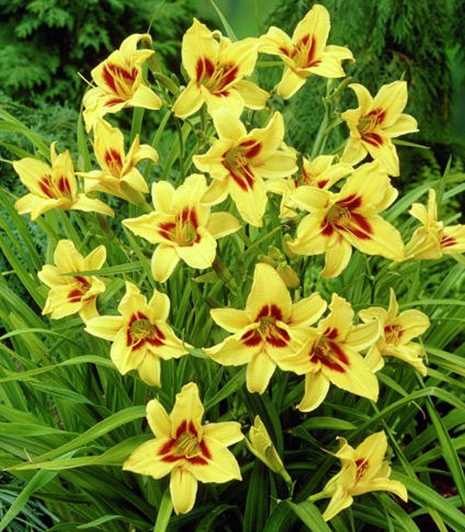 Liliowiec Hemerocallis Bonanza 1 szt