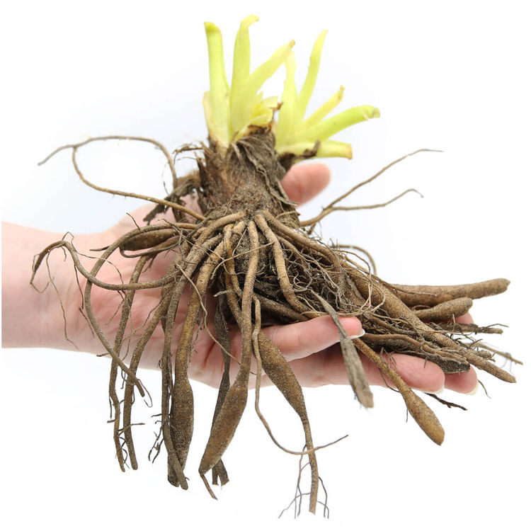 Liliowiec Hemerocalis Milke Reed 1 szt.