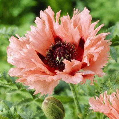 Mak Papaver orientale Fornsett Summer 1 szt