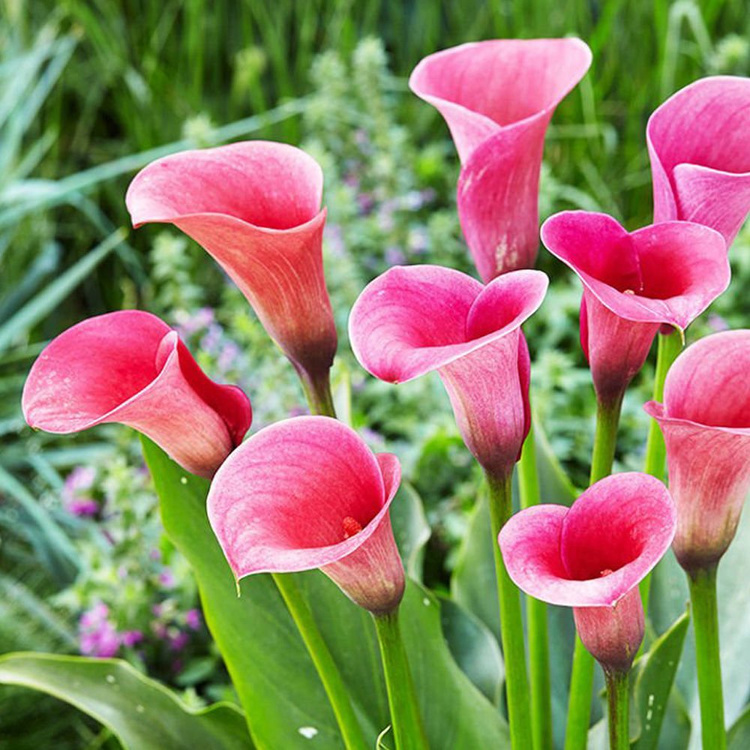 Kalla Zantedeschia Ciemno różowa 1 szt