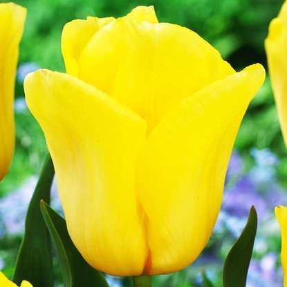 Tulipan triumph Strong Gold 5 szt.