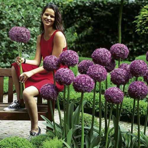 Czosnek (Allium) Globemaster 1 szt. XXL