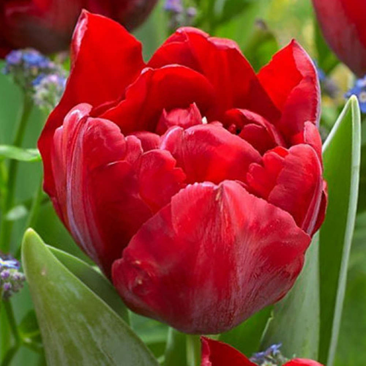 Tulipan Pełny Scarlet Verona 5 szt.