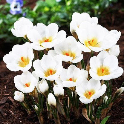 Krokus (Crocus) Aubade 10 szt.