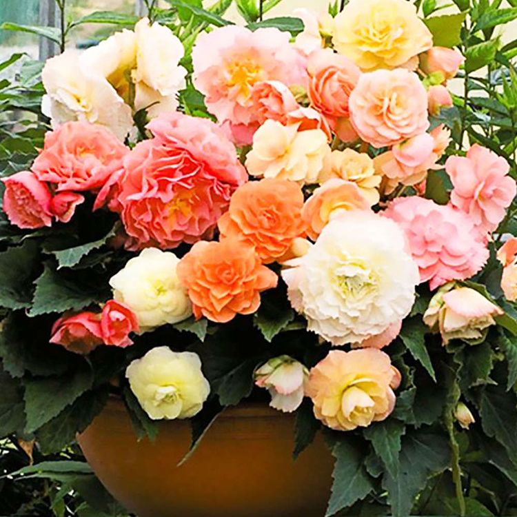Begonia Pastel Compact Mix1 szt