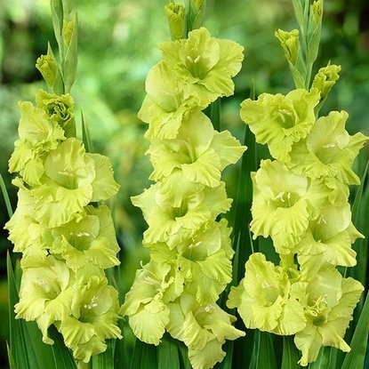 Mieczyk Gladiolus Tani Zielony 5 szt